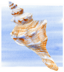 Watercolor Set Of Seashells And Waves Sticker