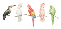 Watercolor Set With Colorful Parrots Cockatoos Sticker