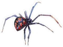 Watercolor Single Spider Sticker