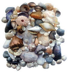 Watercolor Sketch: Seashells Sticker