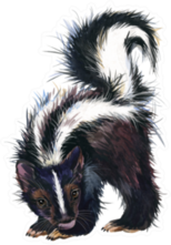Watercolor Skunk Illustration Sticker