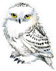 Watercolor Snowy Owl Sticker