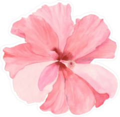 Watercolor Soft Red Hibiscus Sticker
