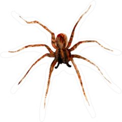Watercolor Spider Sticker