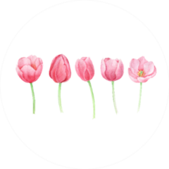 Watercolor Spring Tulip Flowers In Pink Sticker