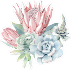 Watercolor Succulent Collection Sticker