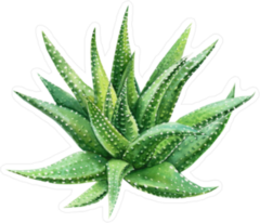 Watercolor Succulent Sticker