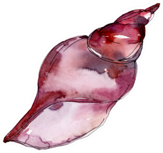 Watercolor Summer Beach Seashell Maroon Sticker