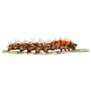 Watercolor The Comma Caterpillar Sticker