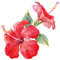 Watercolor Tropical Composition Hibiscus Sticker