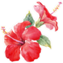 Watercolor Tropical Composition Hibiscus Sticker