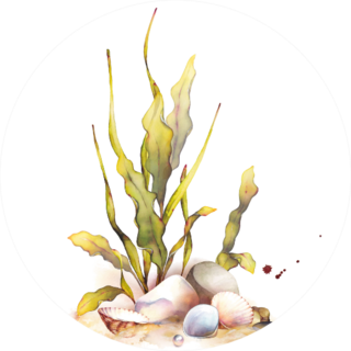 Watercolor Underwater Life Objects Seashells Sticker