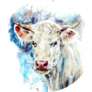 Watercolor White Cow On The Colorful Texture Background Sticker