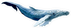 Watercolor White Whale Sticker