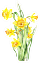 Watercolor Yellow Daffodil Bouquet Sticker
