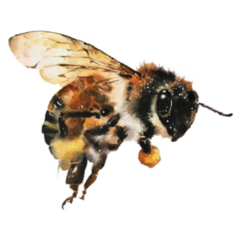 Watercolour Painting Of Flying Bee Sticker