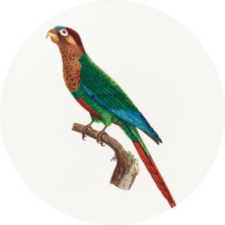 Wave-breasted Parakeet Sticker