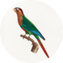 Wave-breasted Parakeet Sticker