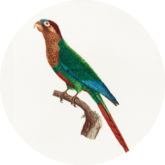 Wave-breasted Parakeet Sticker