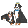 Wedding Bernese Dogs Sticker 