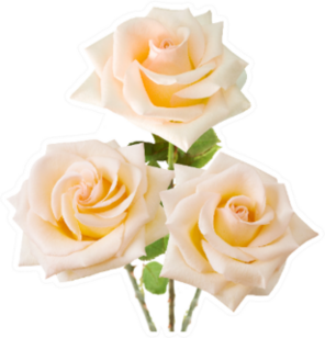 Wedding Bunch Of Cream Roses Sticker