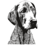 Weimaraner Drawn Sticker