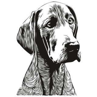 Weimaraner Drawn Sticker