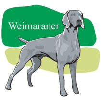 Weimaraner Green Sticker