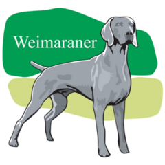 Weimaraner Green Sticker