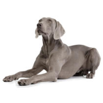 Weimaraner In Down Sticker