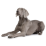 Weimaraner In Down Sticker