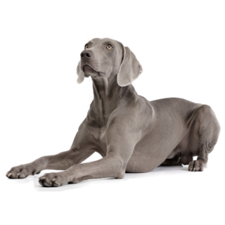 Weimaraner In Down Sticker