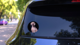 Weimaraner On Black Sticker on a Rear Car Window (New) example