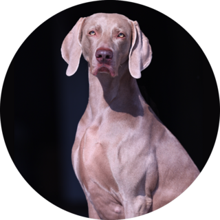 Weimaraner On Black Sticker