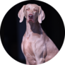 Weimaraner On Black Sticker