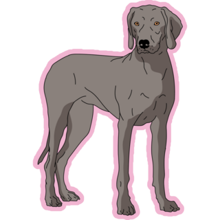 Weimaraner On Pink Sticker