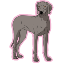 Weimaraner On Pink Sticker