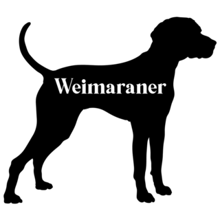 Weimaraner Outline Sticker