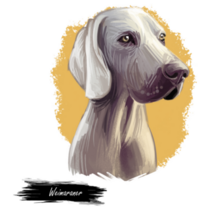 Weimaraner Pet Sticker