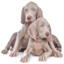 Weimaraner Pile Sticker