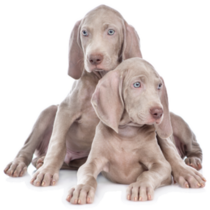 Weimaraner Pile Sticker