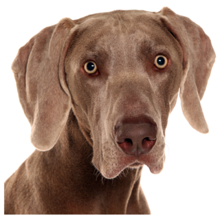 Weimaraner Portrait Sticker