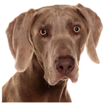 Weimaraner Portrait Sticker