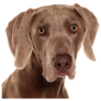 Weimaraner Portrait Sticker