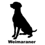 Weimaraner Pose Sticker