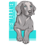 Weimaraner Poster Sticker