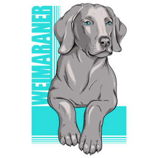 Weimaraner Poster Sticker