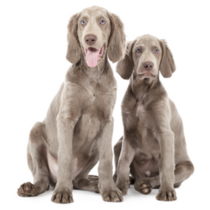 Weimaraner Pups Sticker