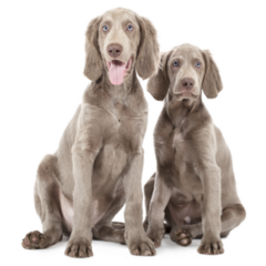 Weimaraner Pups Sticker