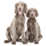 Weimaraner Pups Sticker